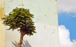 017 - pb - wolken himmel baum waende